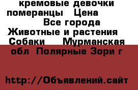 кремовые девочки померанцы › Цена ­ 30 000 - Все города Животные и растения » Собаки   . Мурманская обл.,Полярные Зори г.